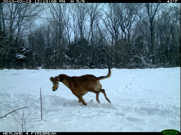 Full Size Image = 2065 K