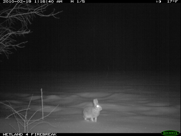 Full Size Image = 953 K