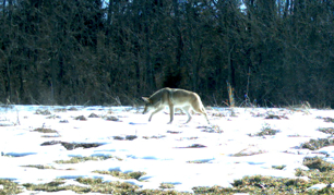 Full Size Image = 732 K