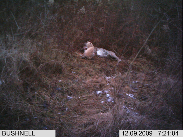 Full Size Image = 2339 K