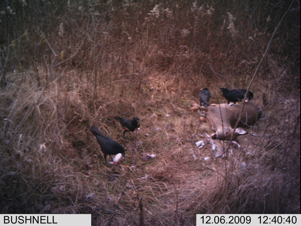 Full Size Image = 2201 K