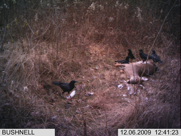 Full Size Image = 2220 K