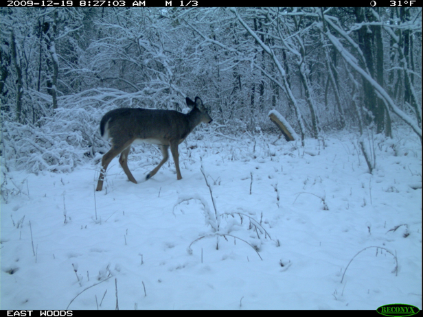 Full Size Image = 1716 K