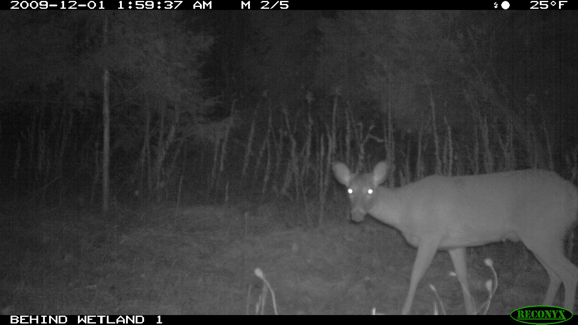 Full Size Image = 675 K