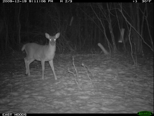 Full Size Image = 980 K