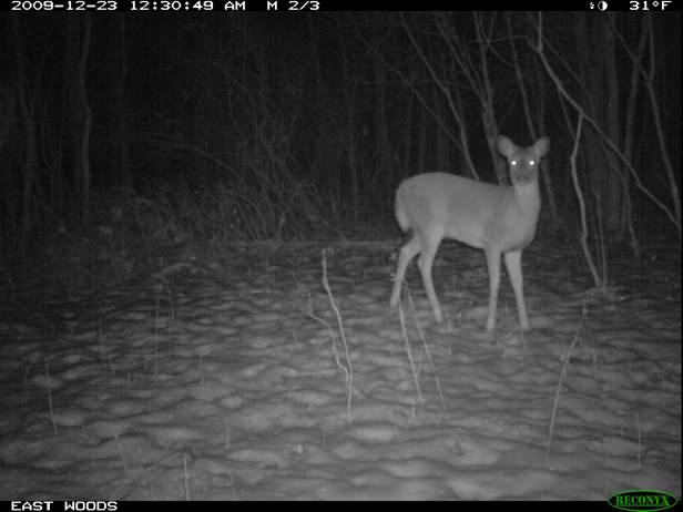 Full Size Image = 985 K