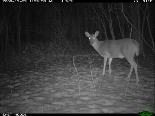 Full Size Image = 982 K