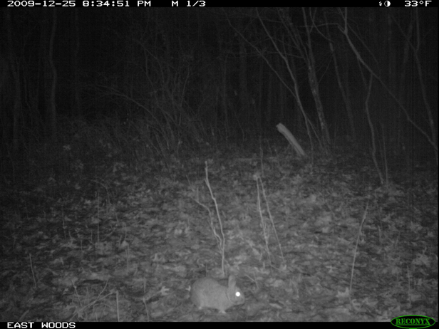 Full Size Image = 1023 K