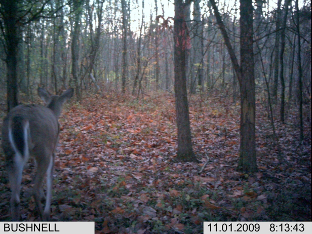 Full Size Image = 2631 K