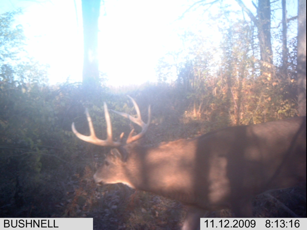 Full Size Image = 1559 K