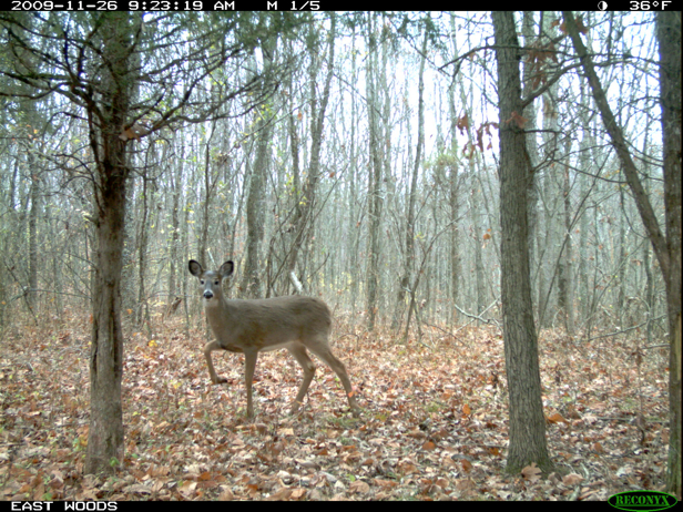 Full Size Image = 3191 K