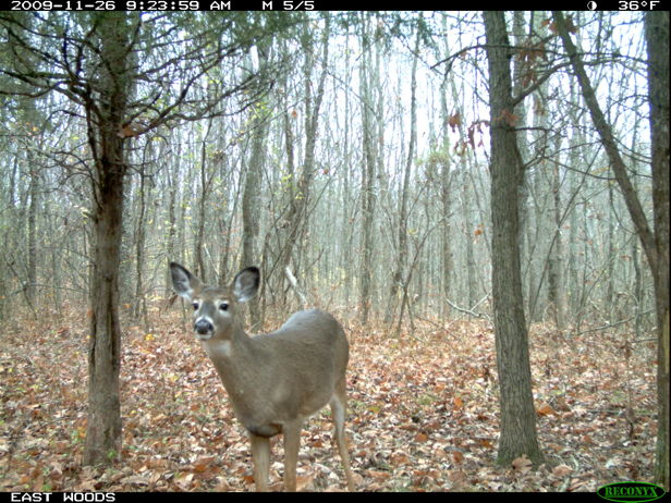 Full Size Image = 3162 K