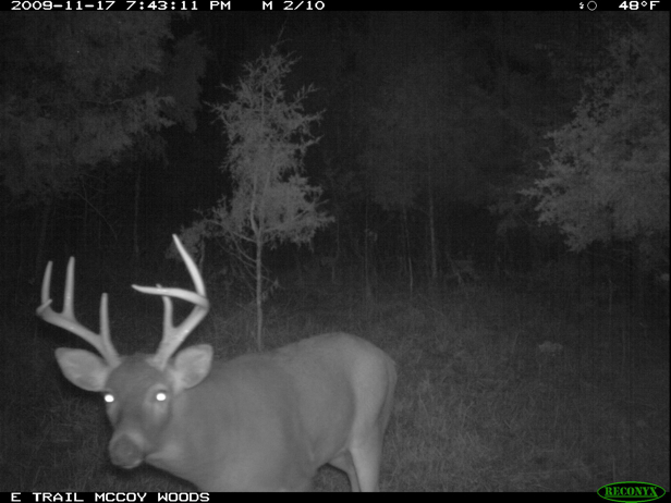 Full Size Image = 1009 K