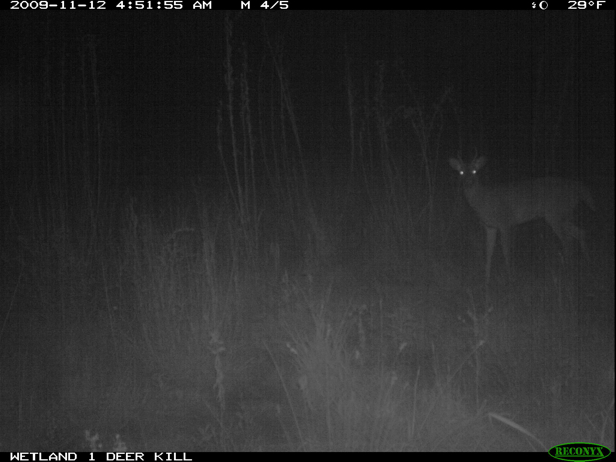 Full Size Image = 1004 K