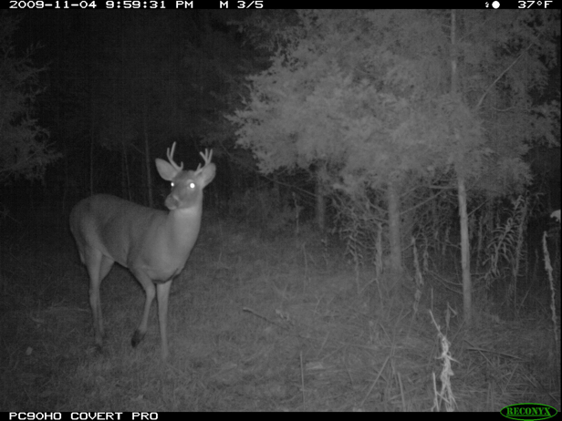 Full Size Image = 1027 K