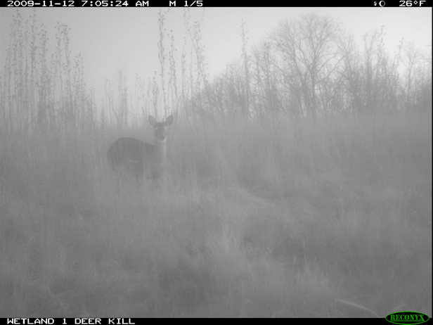 Full Size Image = 802 K