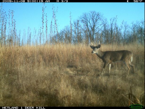 Full Size Image = 2261 K