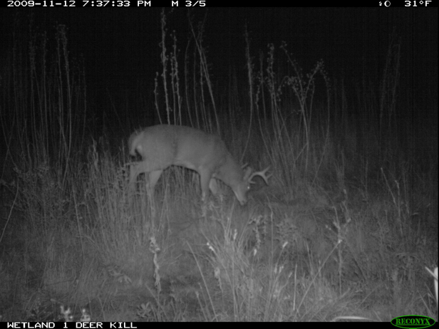 Full Size Image = 1007 K