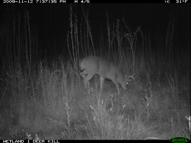 Full Size Image = 1007 K