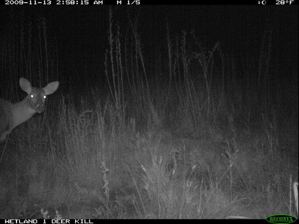 Full Size Image = 1007 K