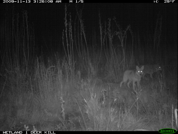 Full Size Image = 1007 K