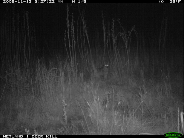 Full Size Image = 1007 K