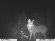 Coyote Profile