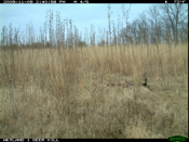 Deer Kill