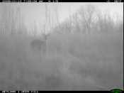 Doe in the Morning Dew