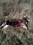 Deer Kill Side View