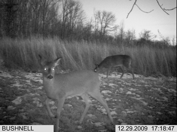 Full Size Image = 1318 K