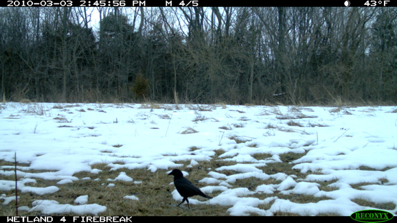 Full Size Image = 1637 K