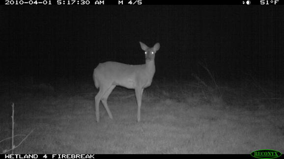 Full Size Image = 632 K