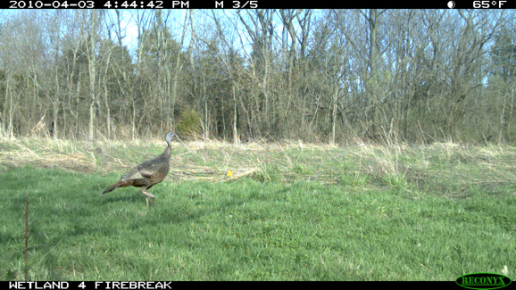 Full Size Image = 2218 K