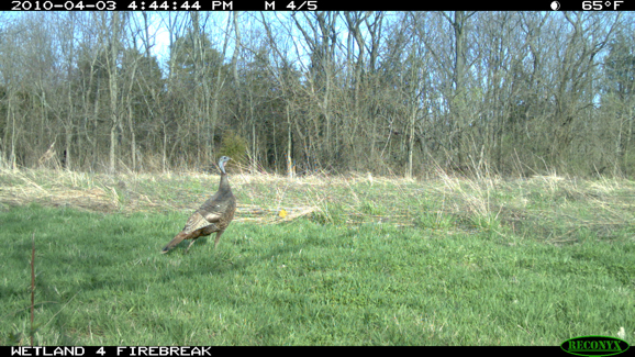 Full Size Image = 2213 K