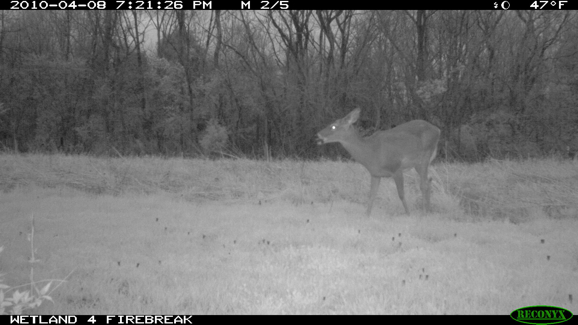 Full Size Image = 704 K