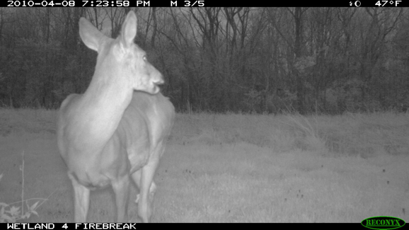 Full Size Image = 648 K