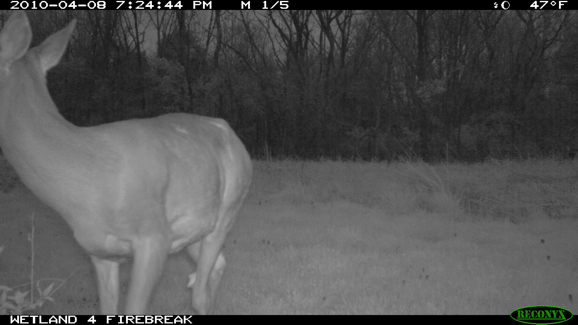 Full Size Image = 595 K