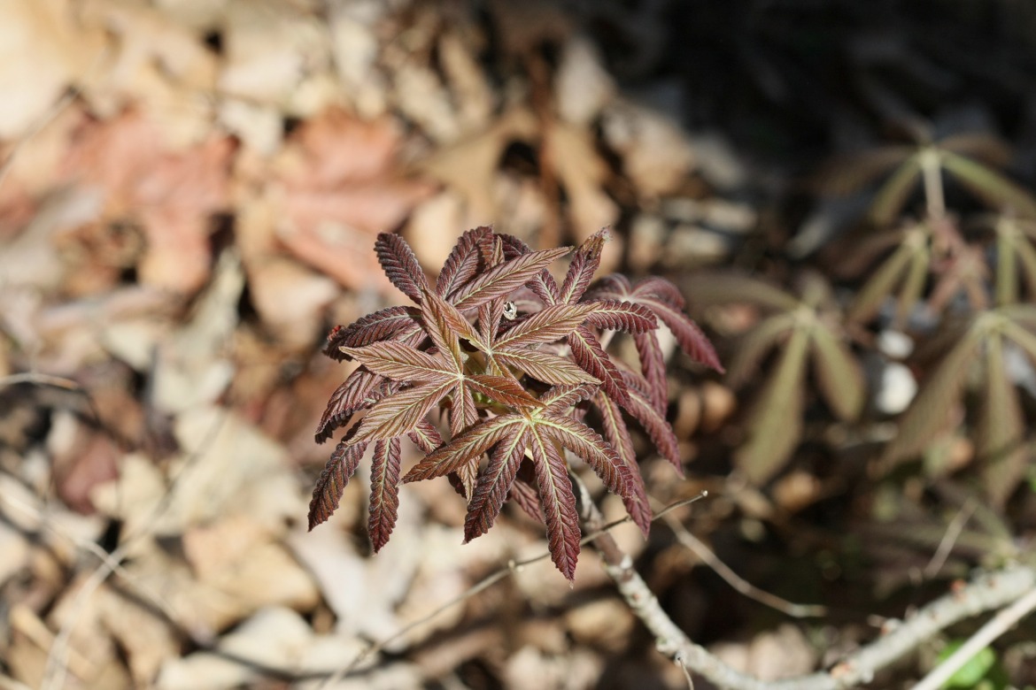 Full Size Image = 6020 K