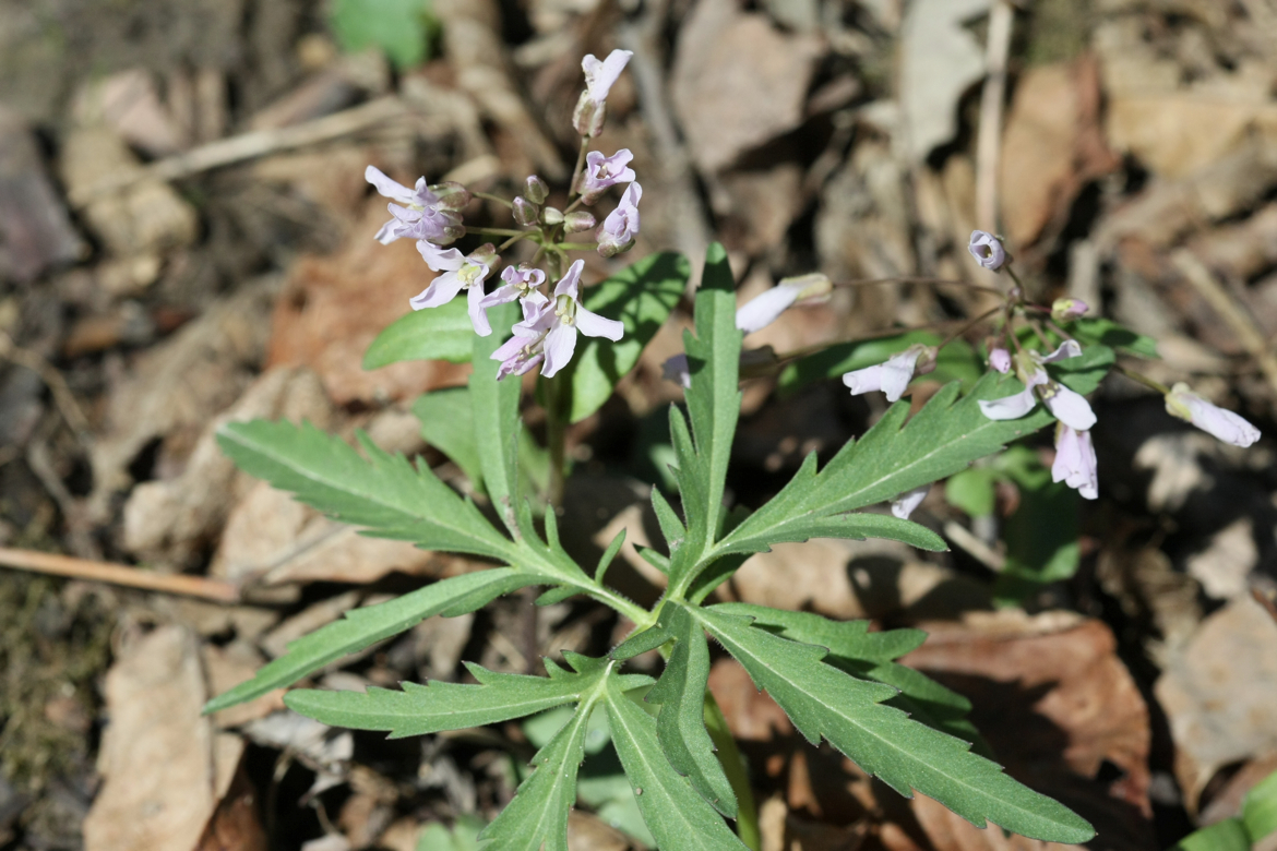 Full Size Image = 6018 K