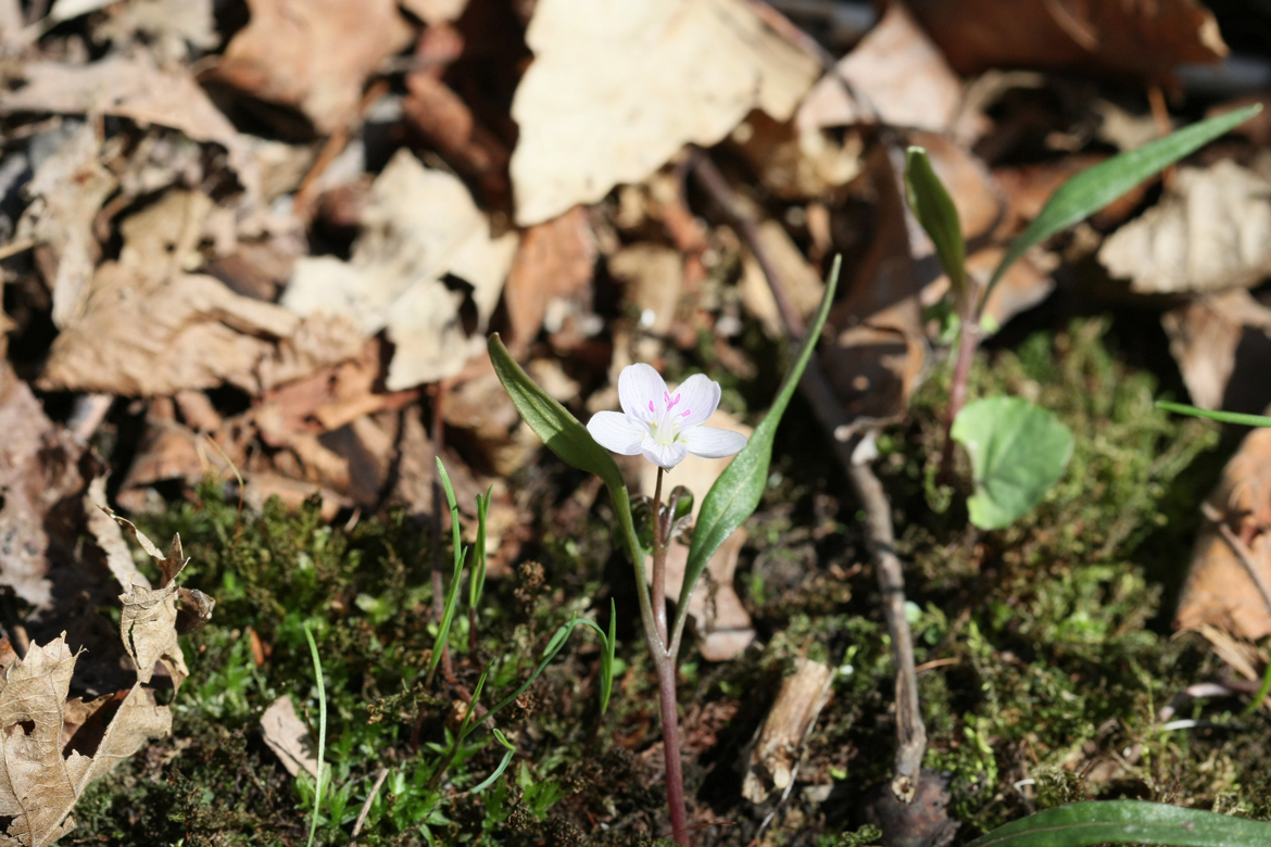 Full Size Image = 6471 K