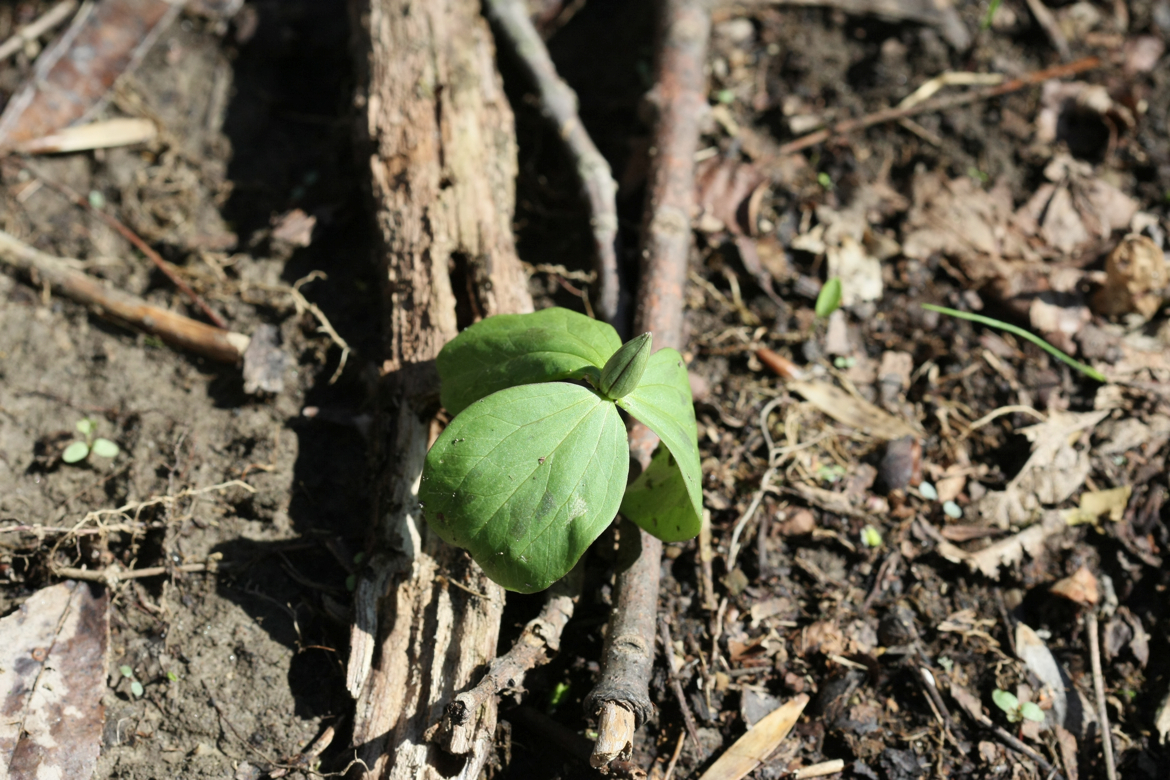 Full Size Image = 6668 K