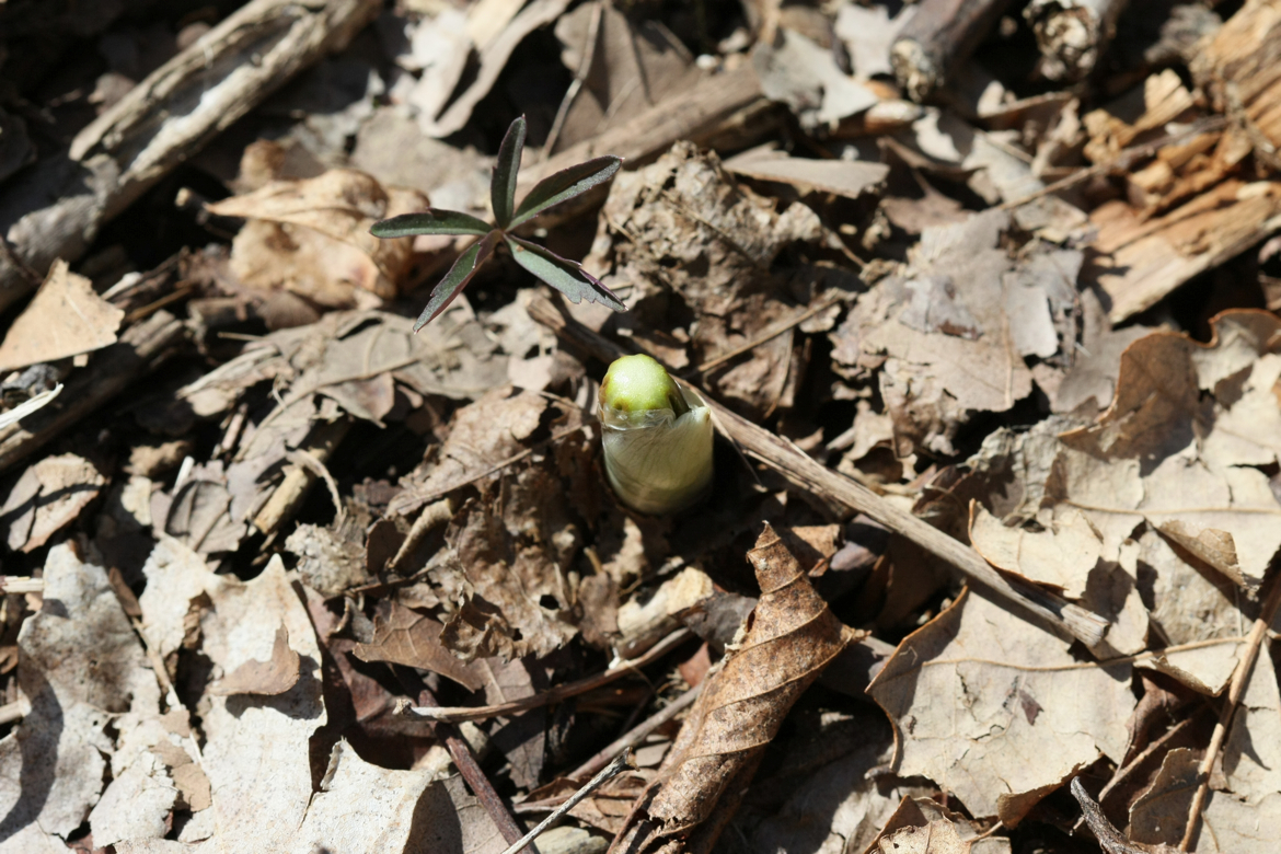 Full Size Image = 6538 K