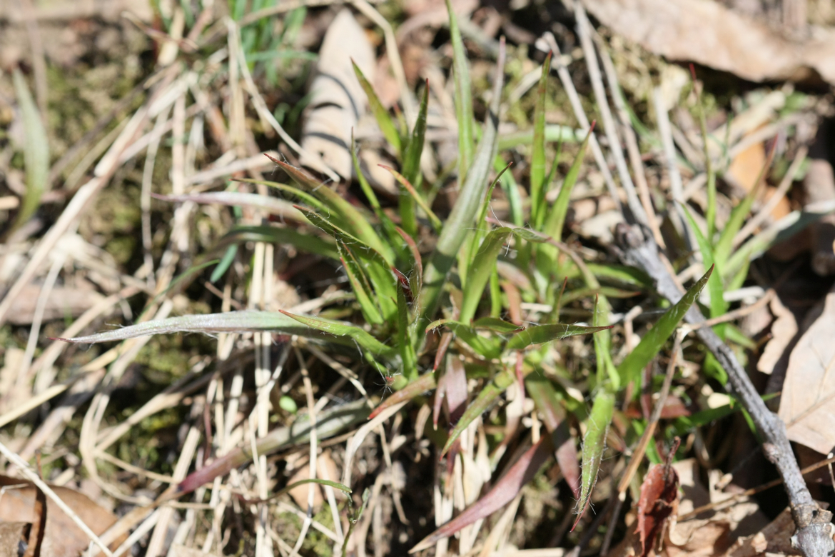 Full Size Image = 6547 K