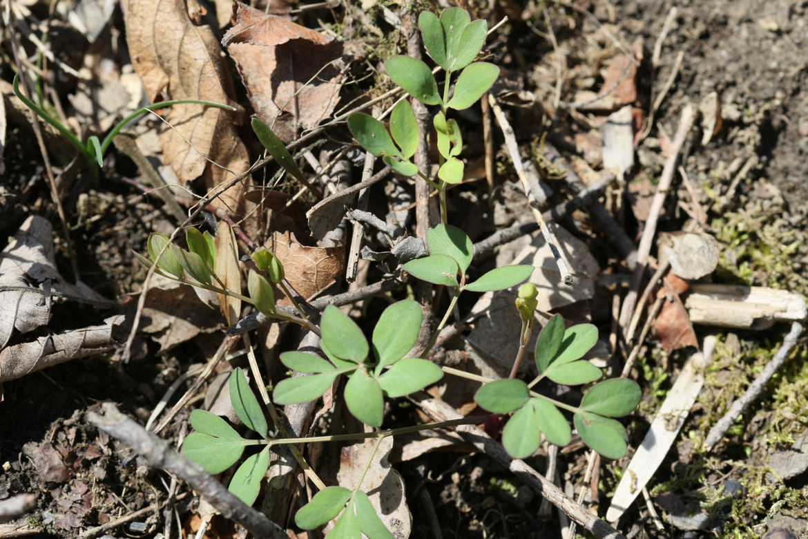 Full Size Image = 7274 K