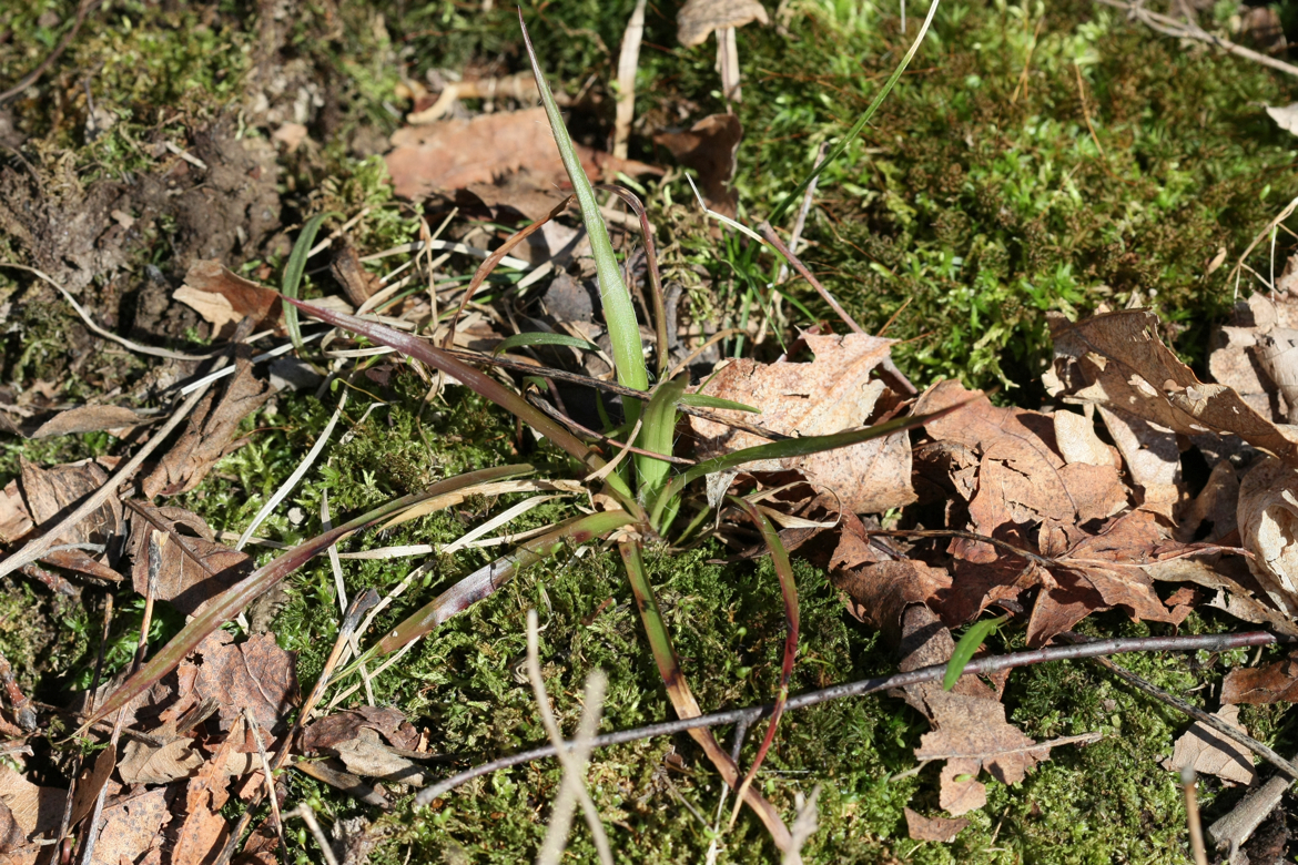 Full Size Image = 9523 K