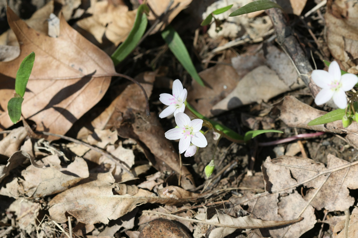 Full Size Image = 6258 K