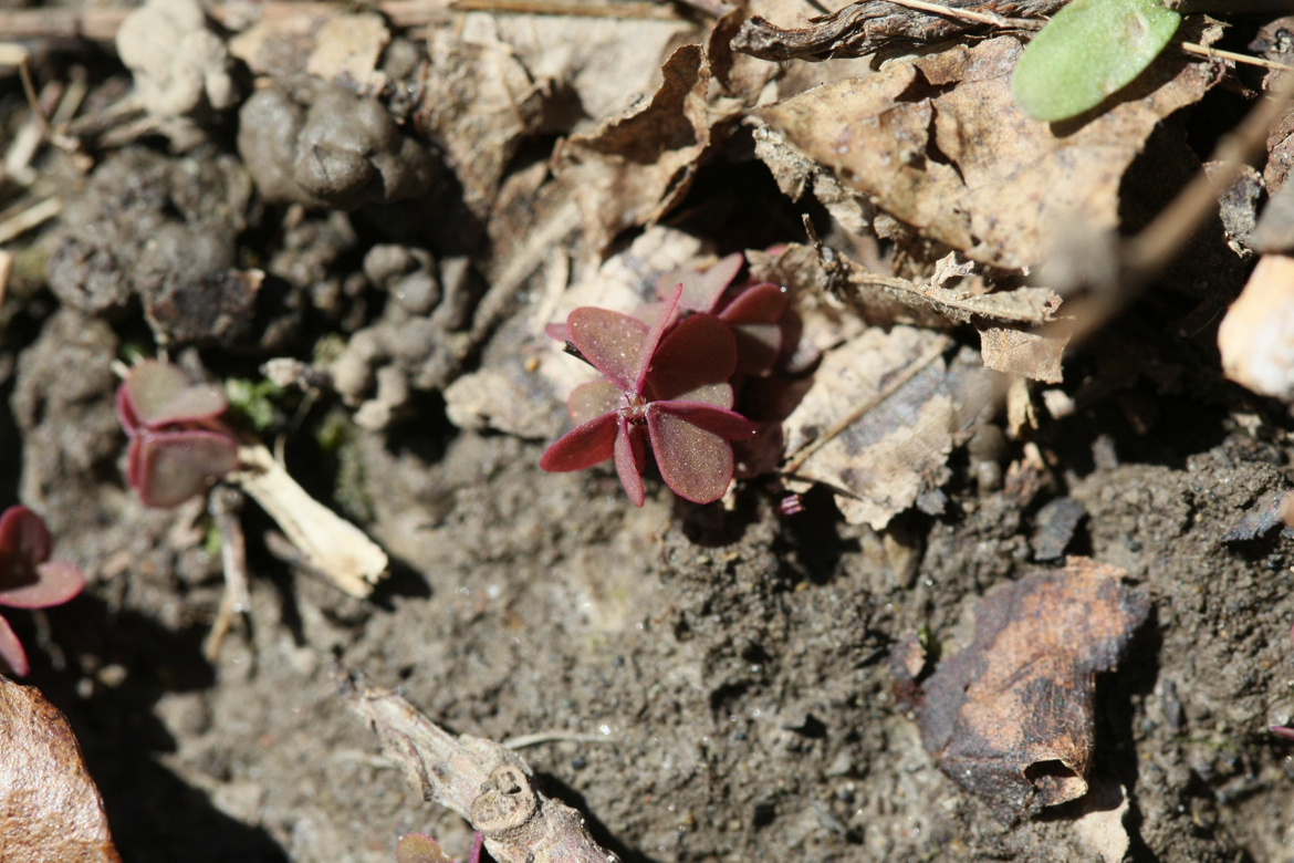 Full Size Image = 6861 K