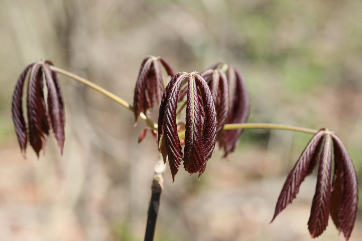 Full Size Image = 5038 K