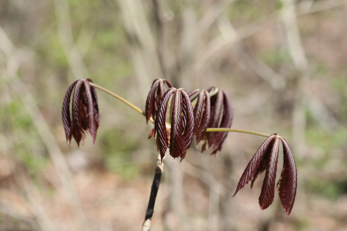 Full Size Image = 4997 K